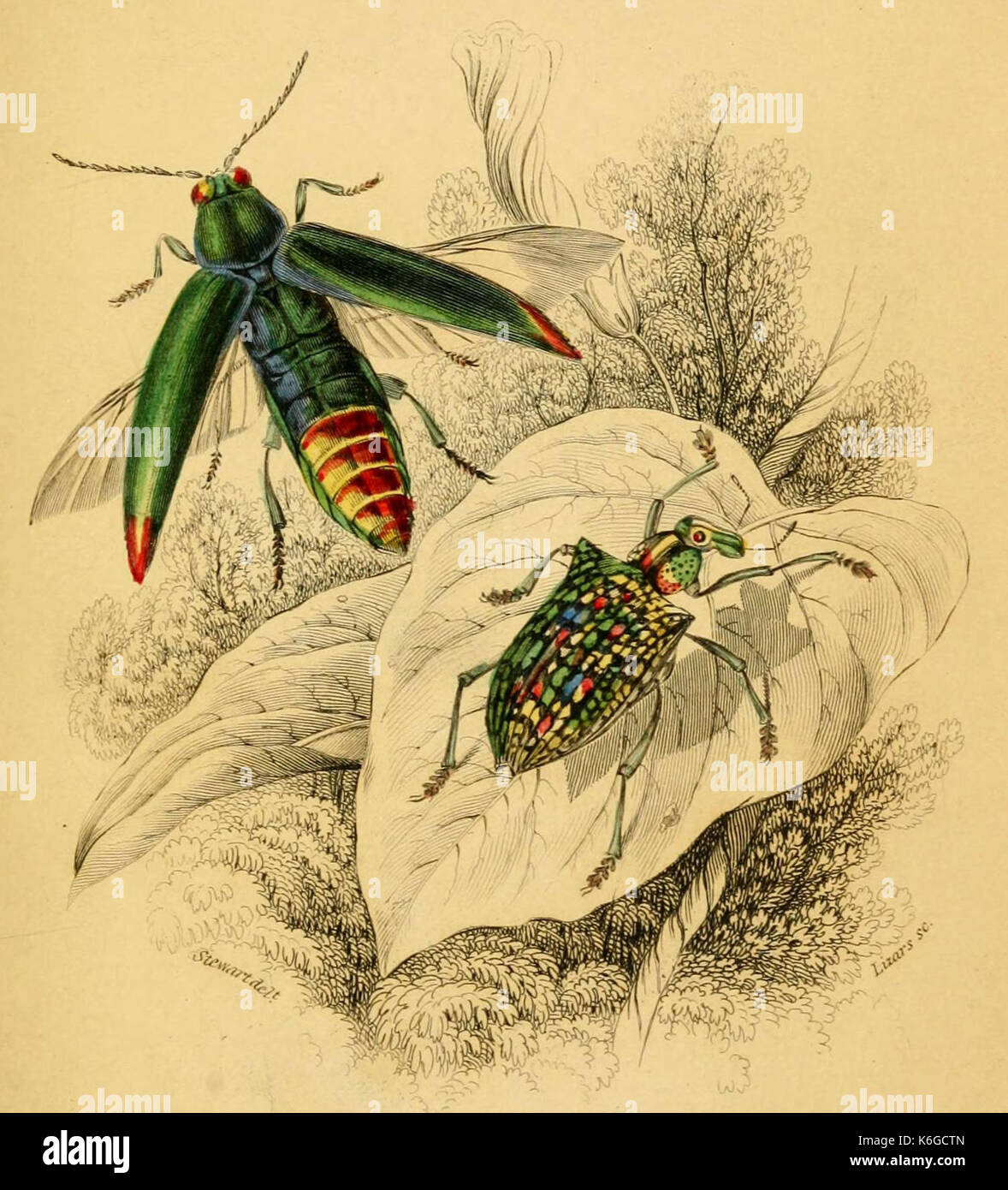 Buprestis fulminans and Curculio splendens   The natural history of beetles Stock Photo