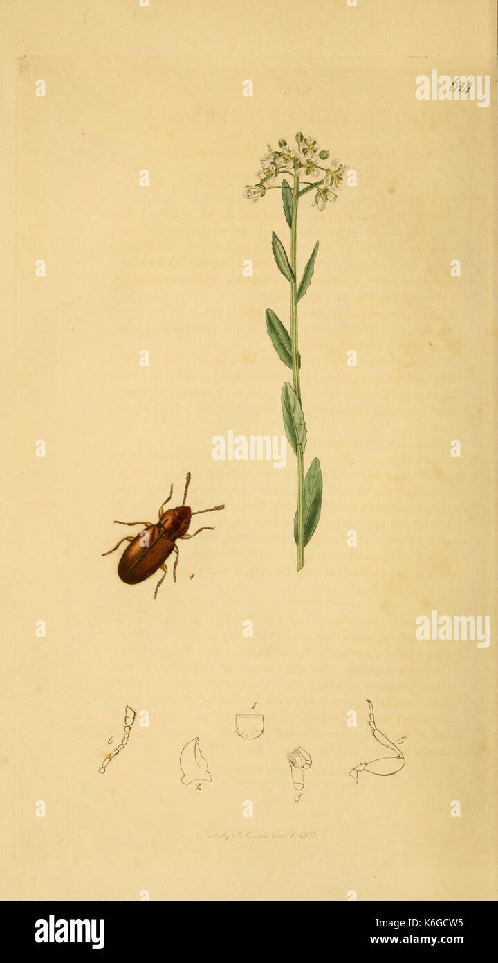 Historic insect plate hi-res stock photography and images - Alamy