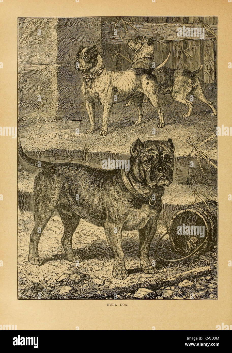 Cassell's natural history (Figure(s)) (7050818609) Stock Photo