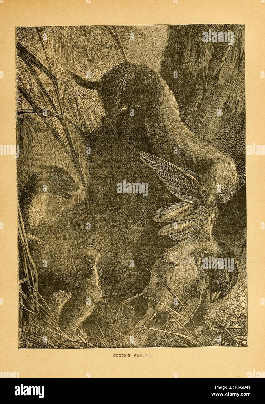 Cassell's natural history (Page 187) (7050821721) Stock Photo