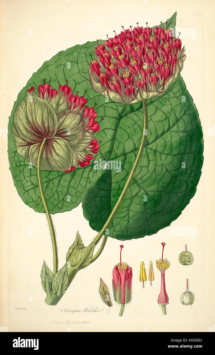 Dombeya wallichii as Astrapaea wallichii. Lindley, J., Collectanea Botanica, t. 14 (1821) Stock Photo