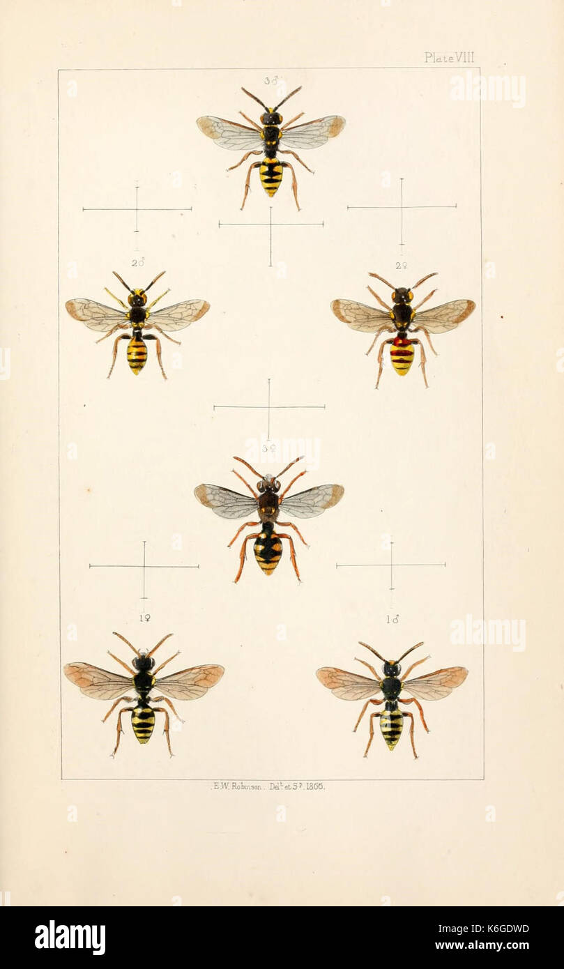 British bees (Plate VII) (22005732770) Stock Photo