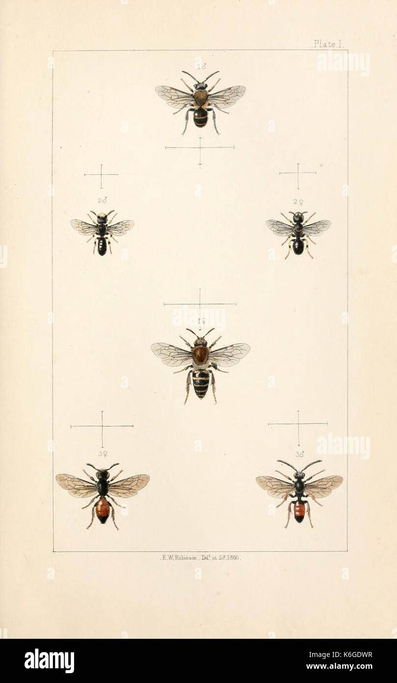 British bees (Plate) (21572747803) Stock Photo