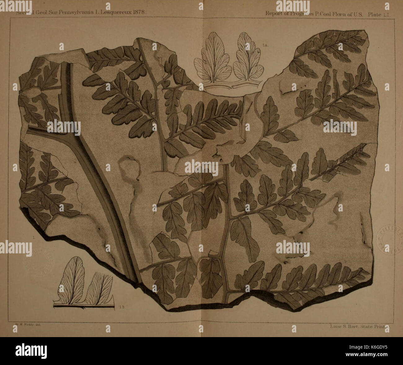 Description of the coal flora of the Carboniferous formation in Pennsylvania and throughout the United States (Plate LII) (21487406034) Stock Photo