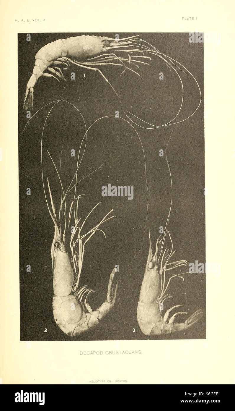 Decapod classification hi-res stock photography and images - Alamy
