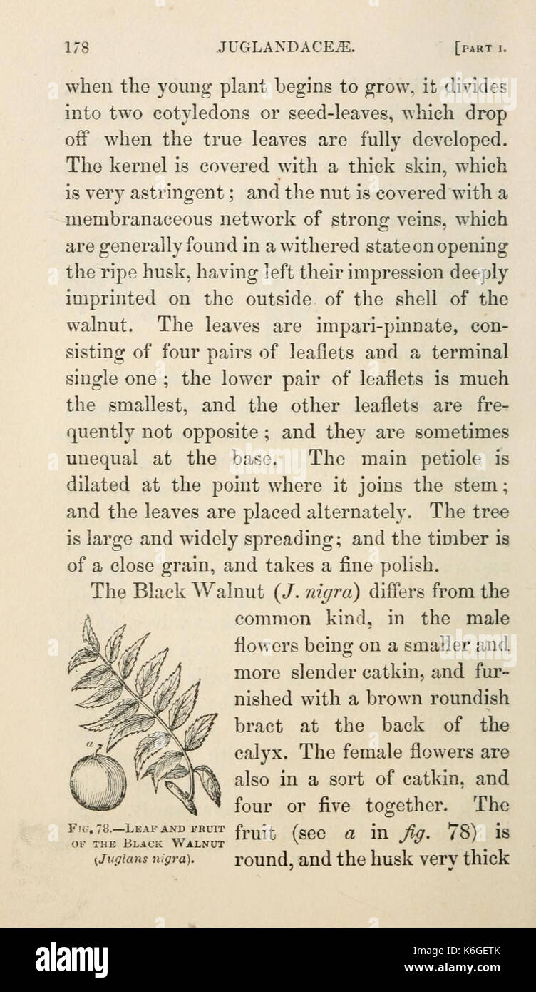 Botany for ladies (Page 178) BHL7396536 Stock Photo