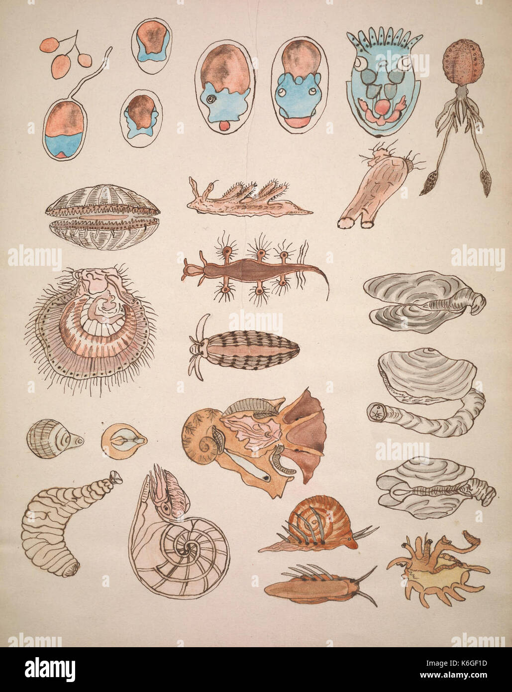 Drawings illustrating the Lowell Lectures on comparative embryology BHL40893829 Stock Photo