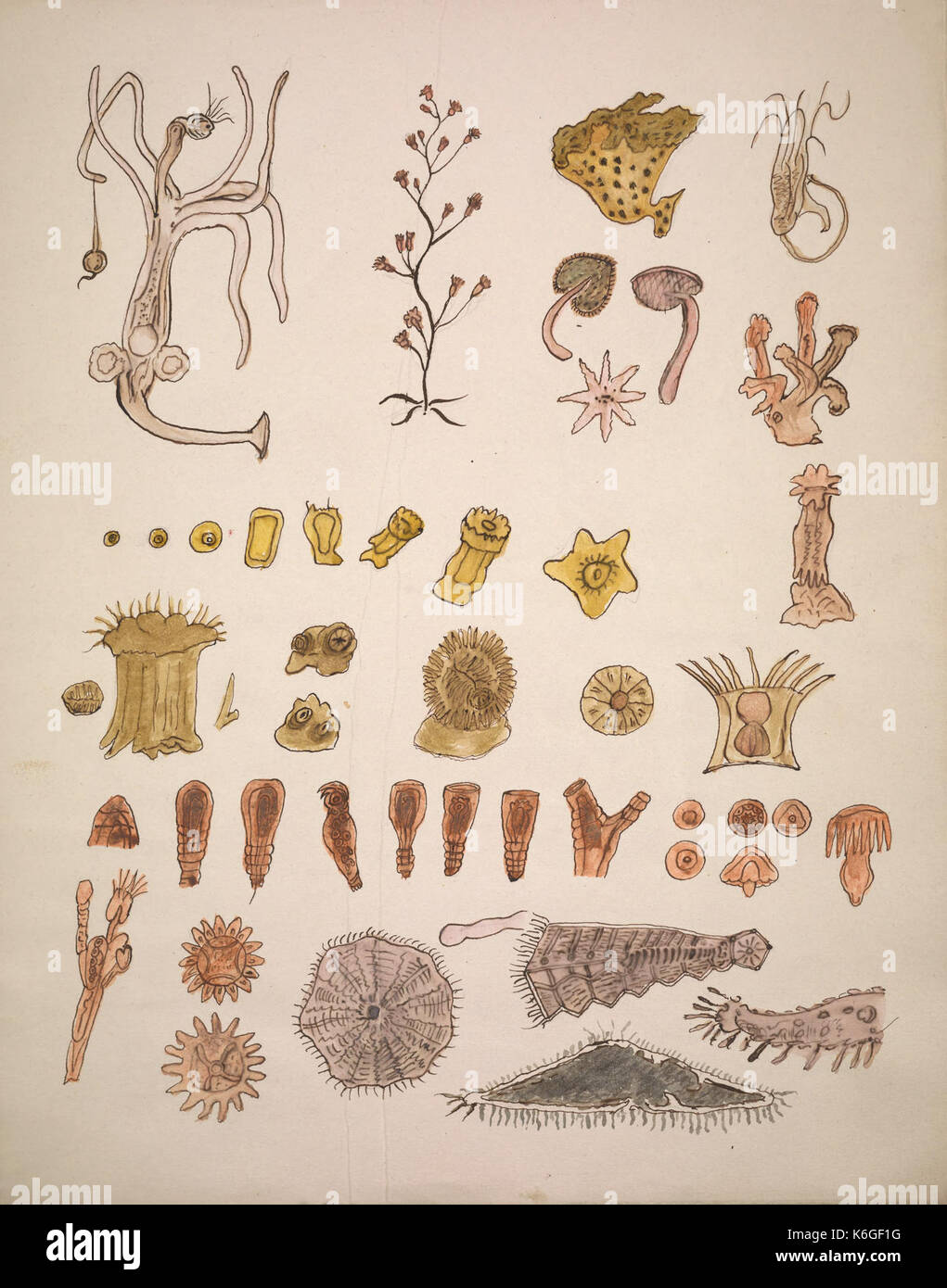 Drawings illustrating the Lowell Lectures on comparative embryology BHL40893835 Stock Photo