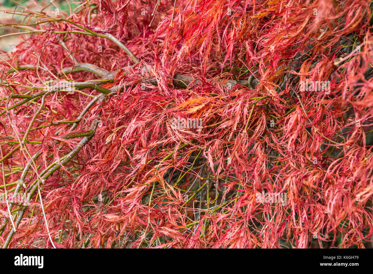 A close up of the leaves of an acer palmatum 'Ornatum' in autumn Stock Photo