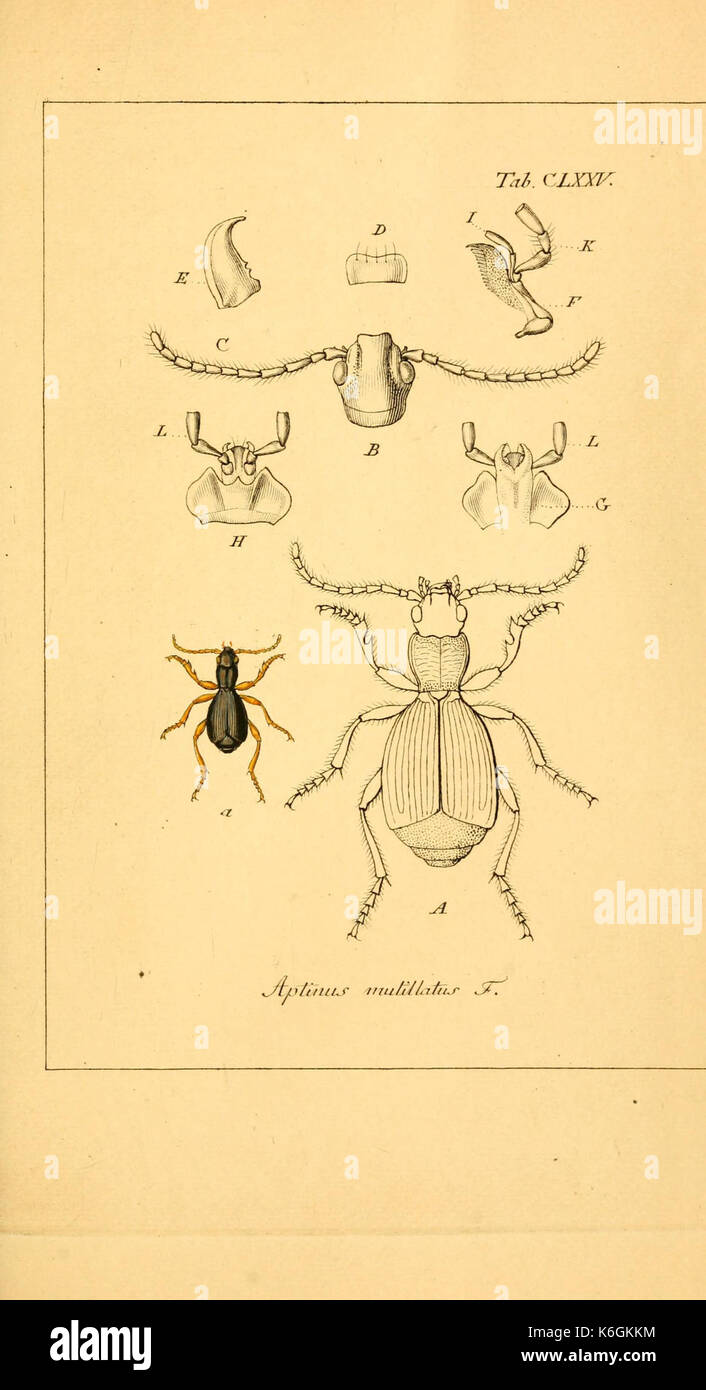 Insects In Germany Deutschlands insecten hi-res stock photography and images - Alamy