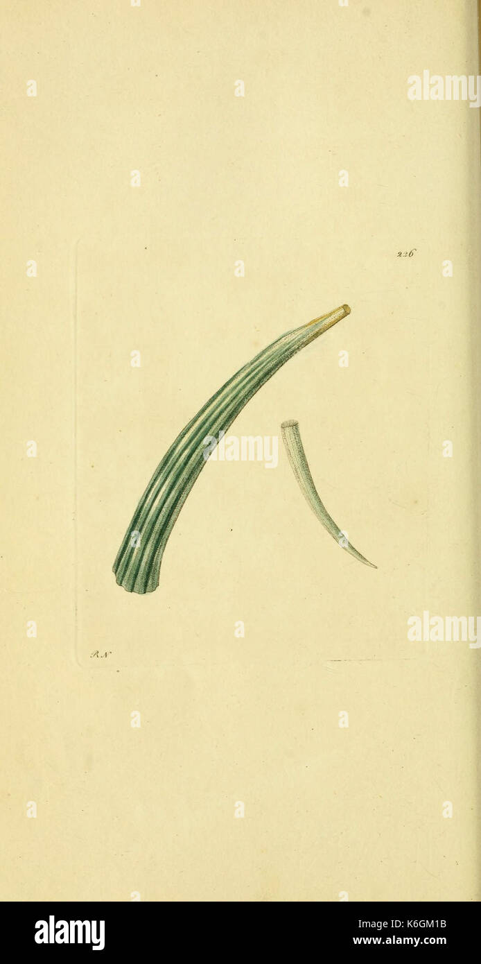 Descriptions and illustrations of mollusks (Plate 226) (6049348692 ...