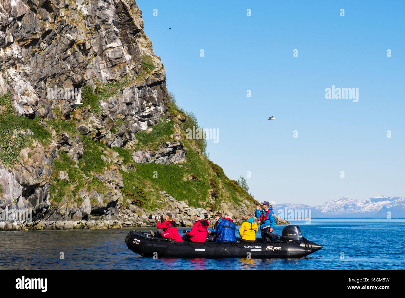 G Adventures Expedition cruise passengers in Zodiac dinghy visiting nesting Kittiwakes on sea cliffs in summer. Sundsvollsundet Nature Reserve, Norway Stock Photo