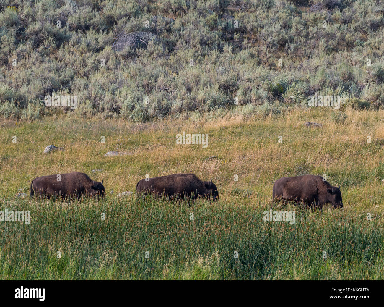 Three Bison Mosey Across Field while grazing Stock Photo