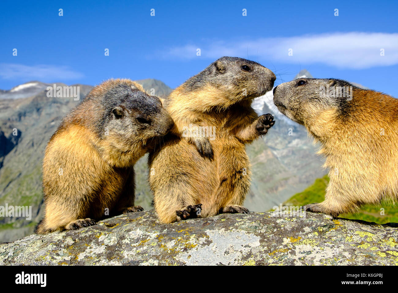 azul plateau – Plateau Marmots