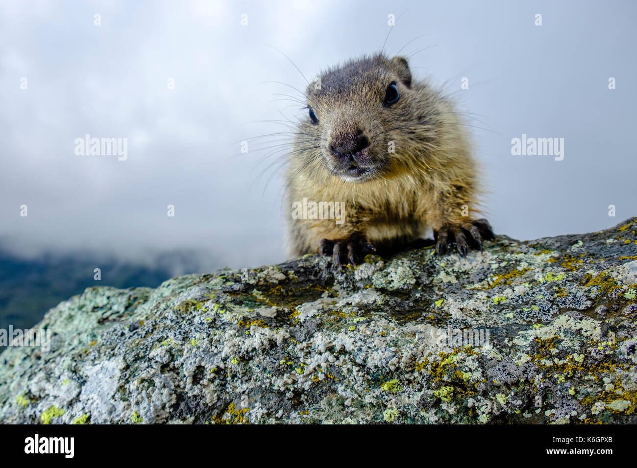 A baby Alpine marmot (Marmota marmota) is sitting on a rock at  Kaiser-Franz-Josefs-Höhe Stock Photo - Alamy
