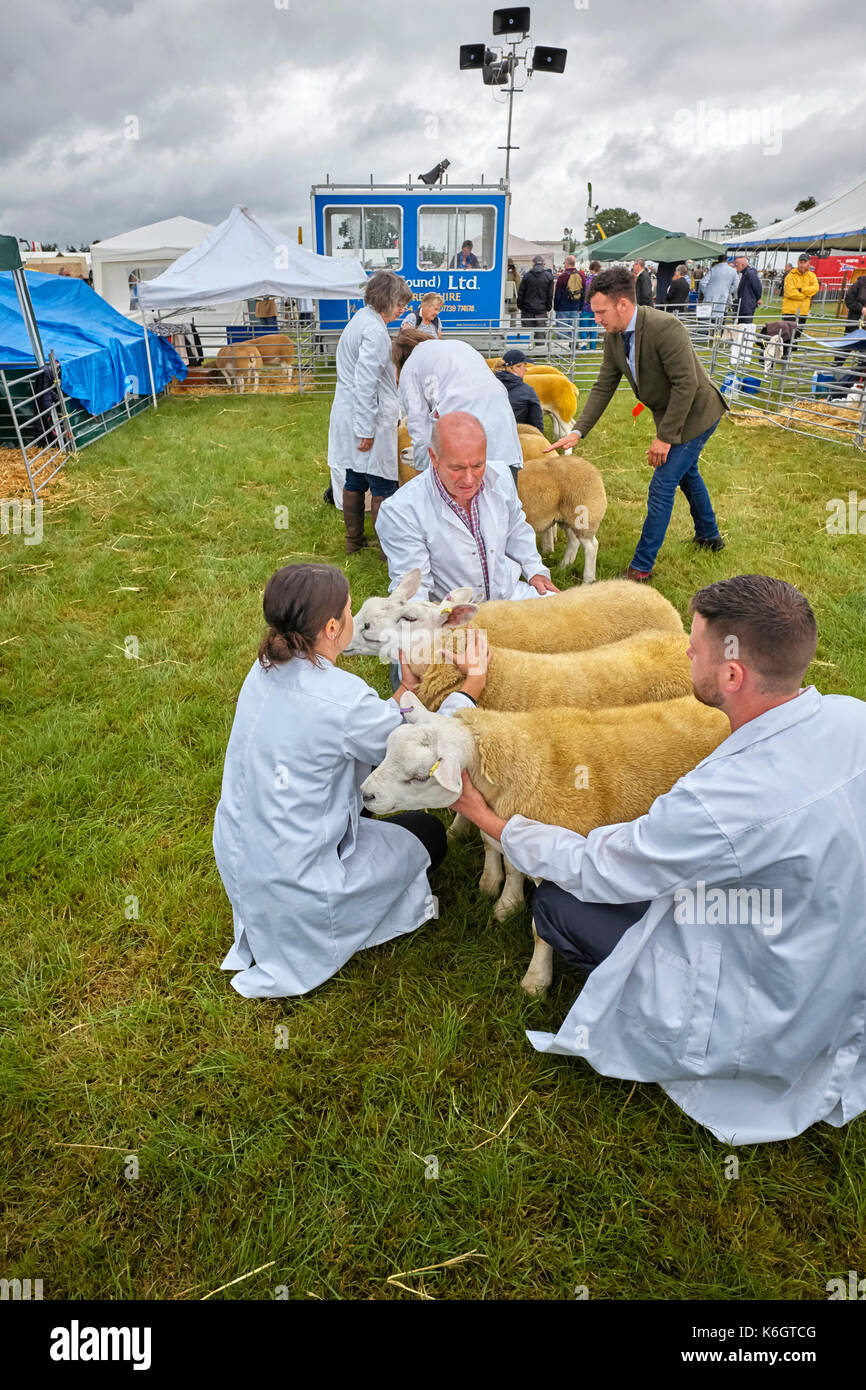 Sheep being judged at Nantwich show Stock Photo