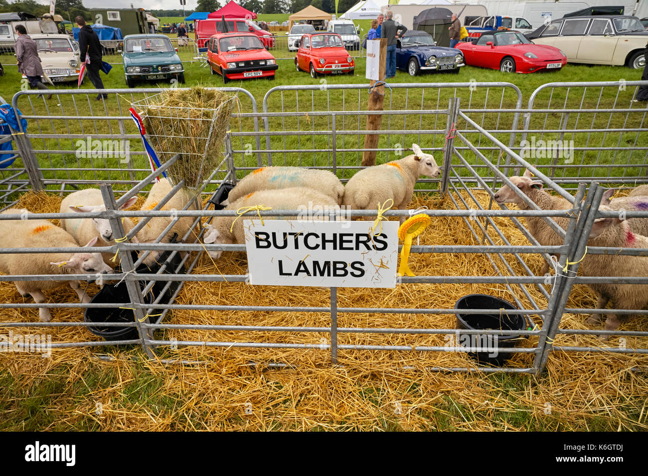 Butchers Lambs at Nantwich show Stock Photo