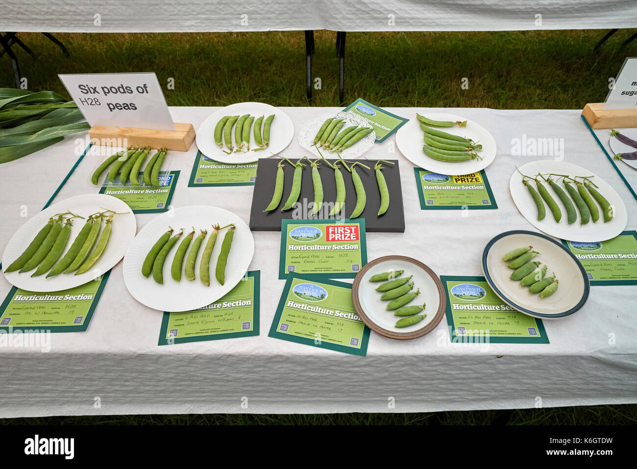 Six pods of peas at Nantwich agricultural show Stock Photo