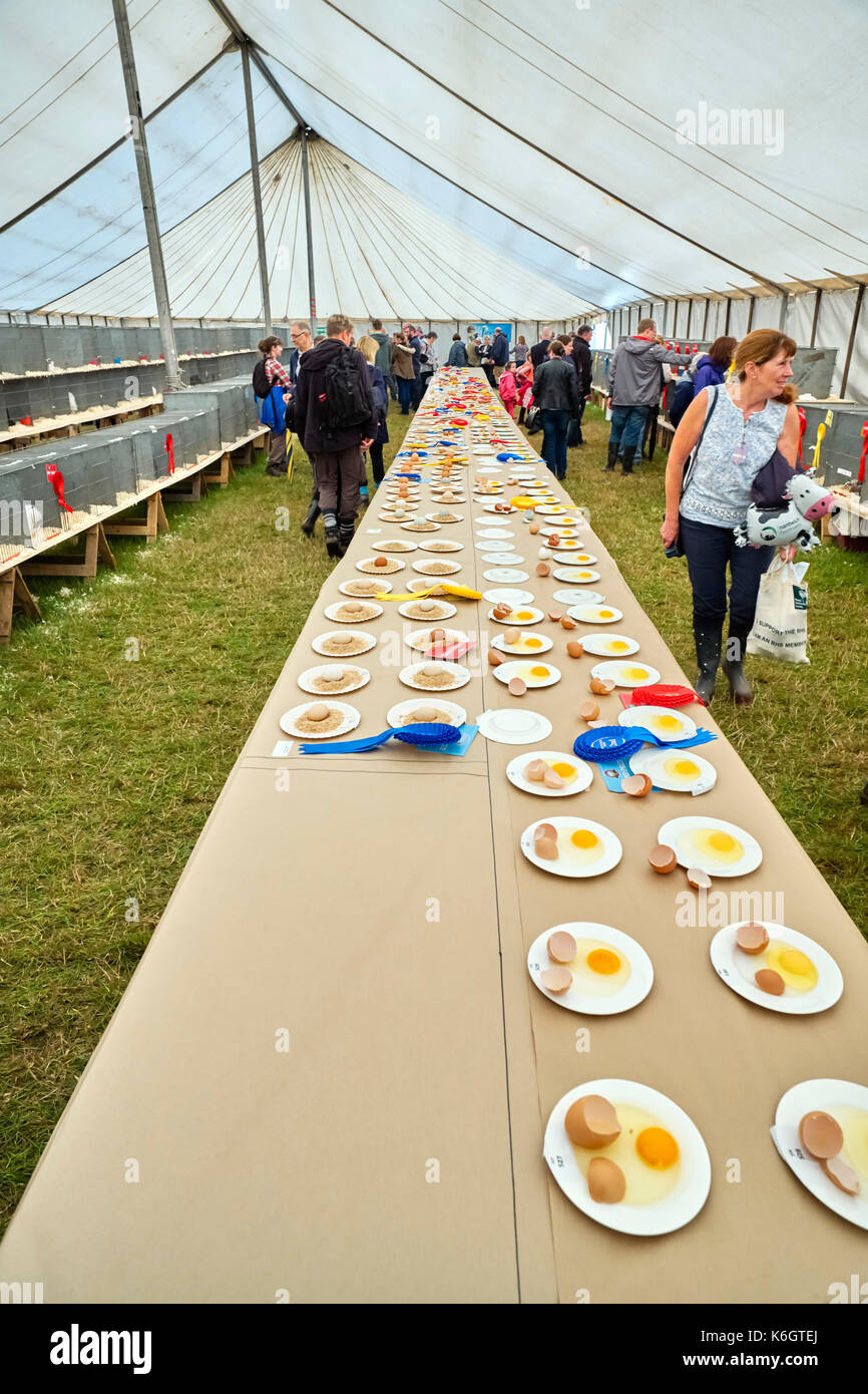 Eggs on display at the Nantwich agricultural show Stock Photo