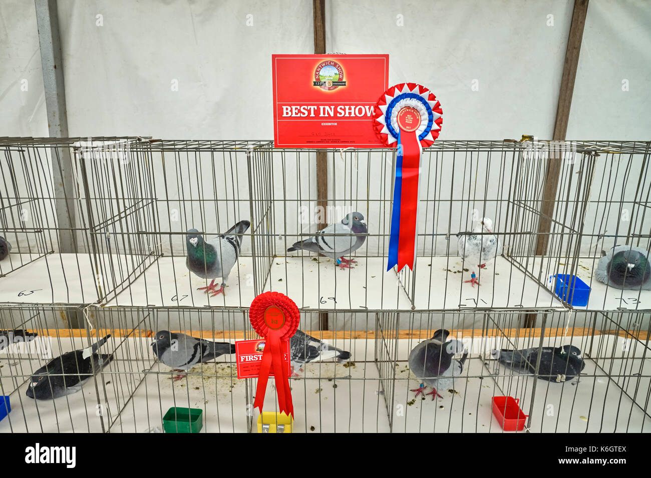 Best in show pigeon in cage Stock Photo