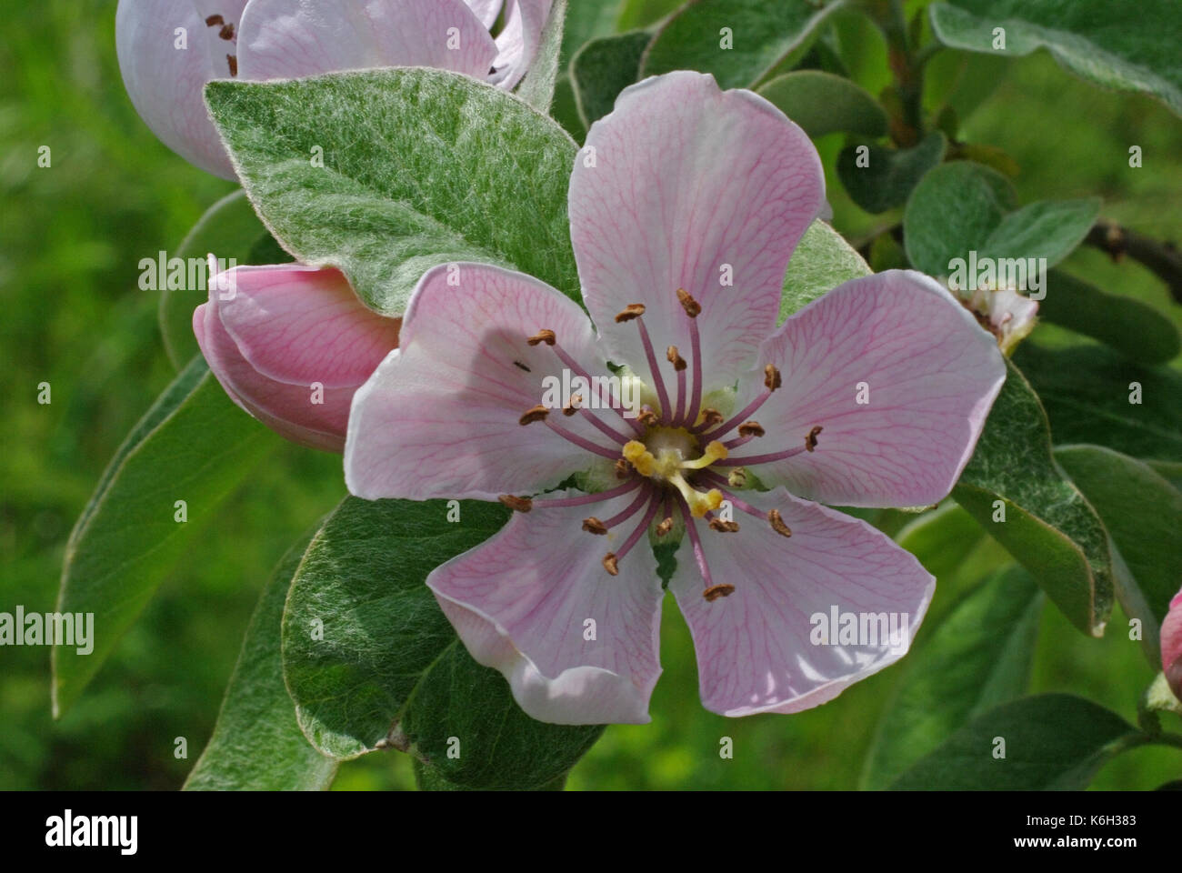 Cydonia oblonga, the Common Quince, flowering, family Rosaceae Stock Photo