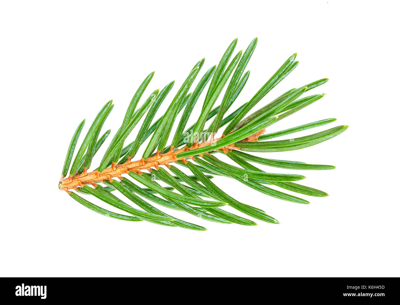 Isolated tree branches hi-res stock photography and images - Alamy