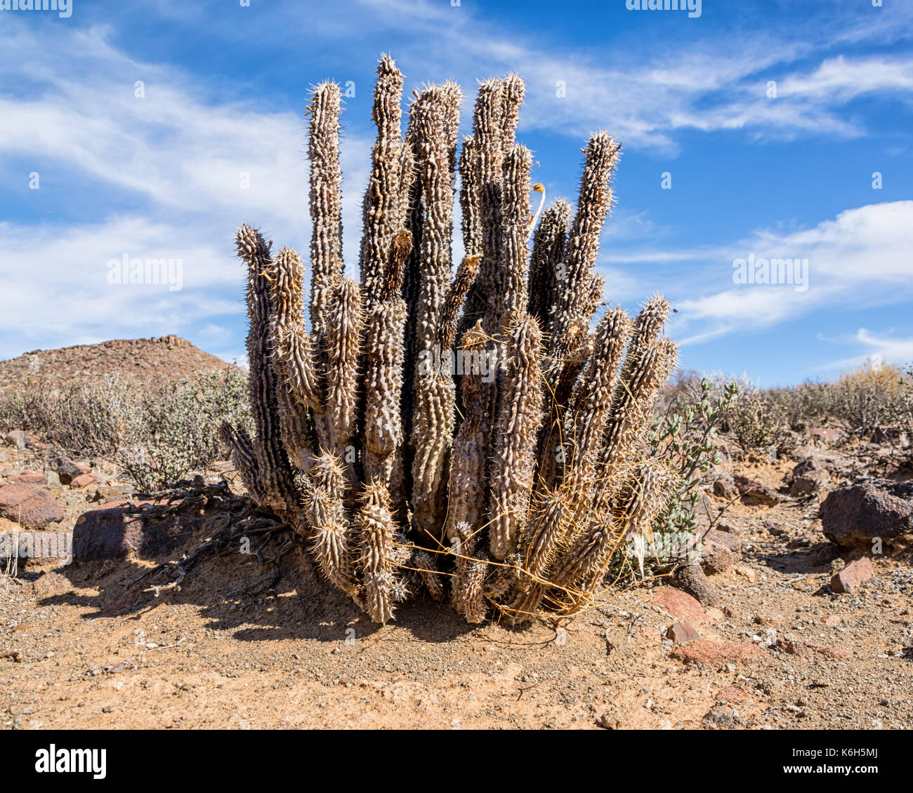 Hoodia Gordonii plant in the Northern Cape, South Africa Stock Photo