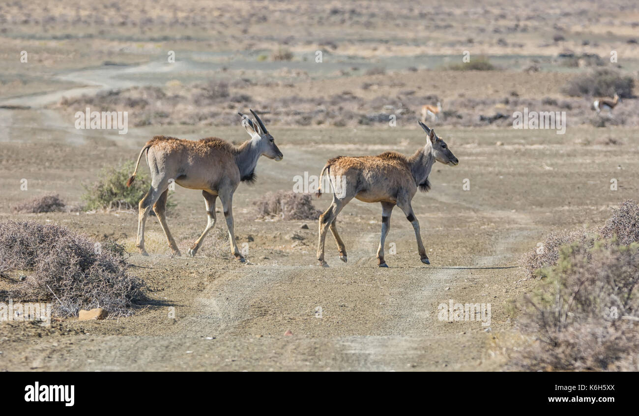 A pair of juvenile Eland in Southern African savanna Stock Photo
