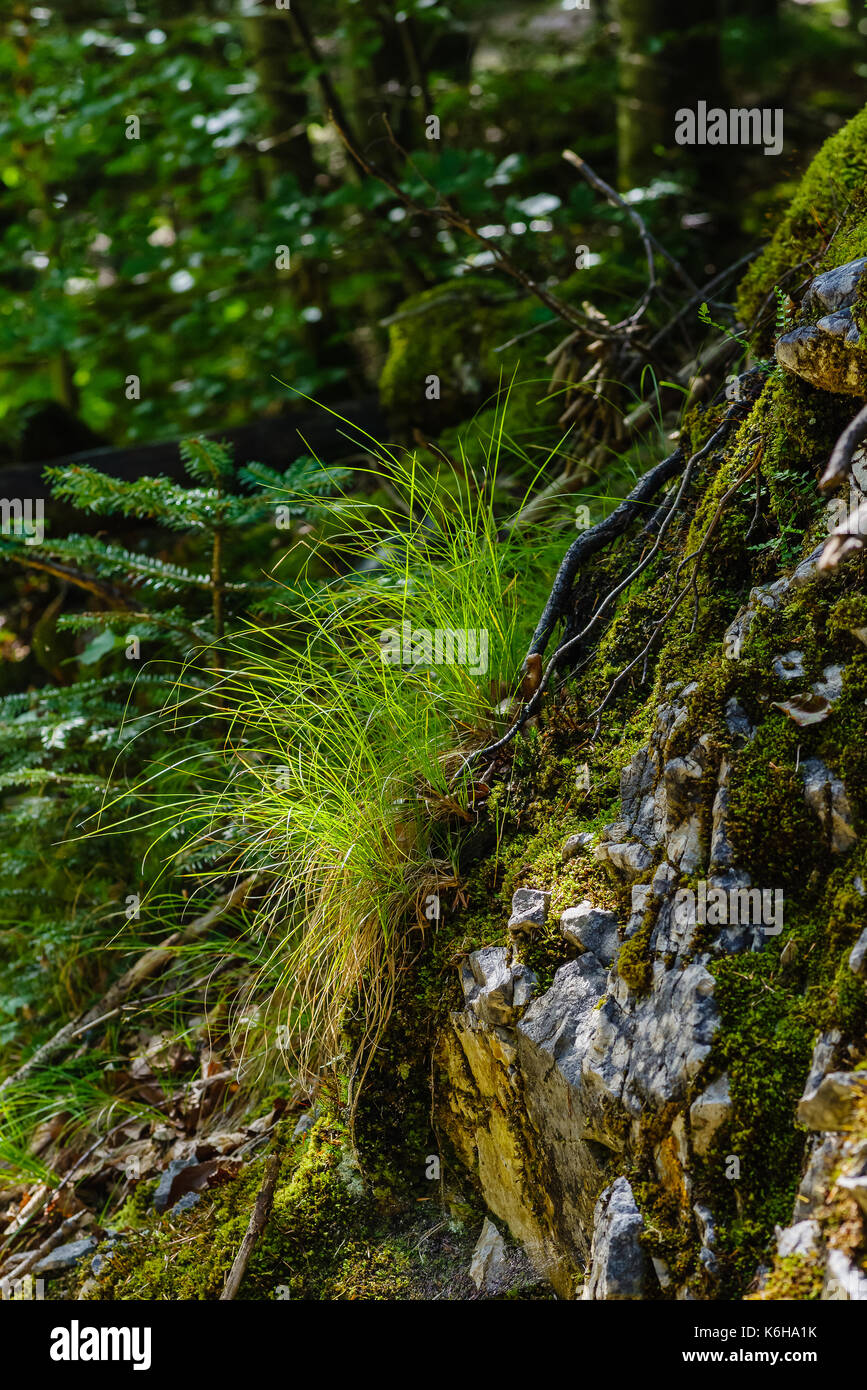 tuft-beautiful-hi-res-stock-photography-and-images-alamy