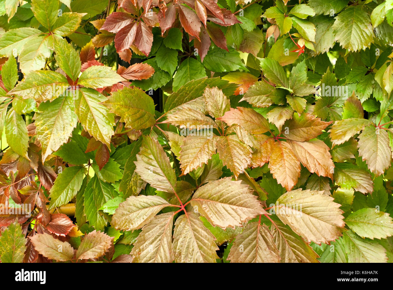 Background: green and red live leaves of maiden grapes closeup Stock Photo