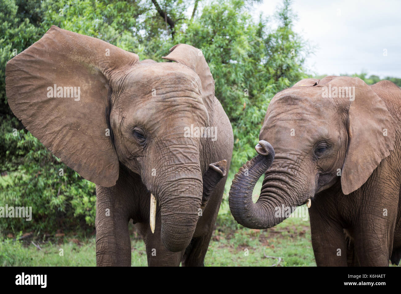 Two African elephants wrap trunks together. Stock Photo
