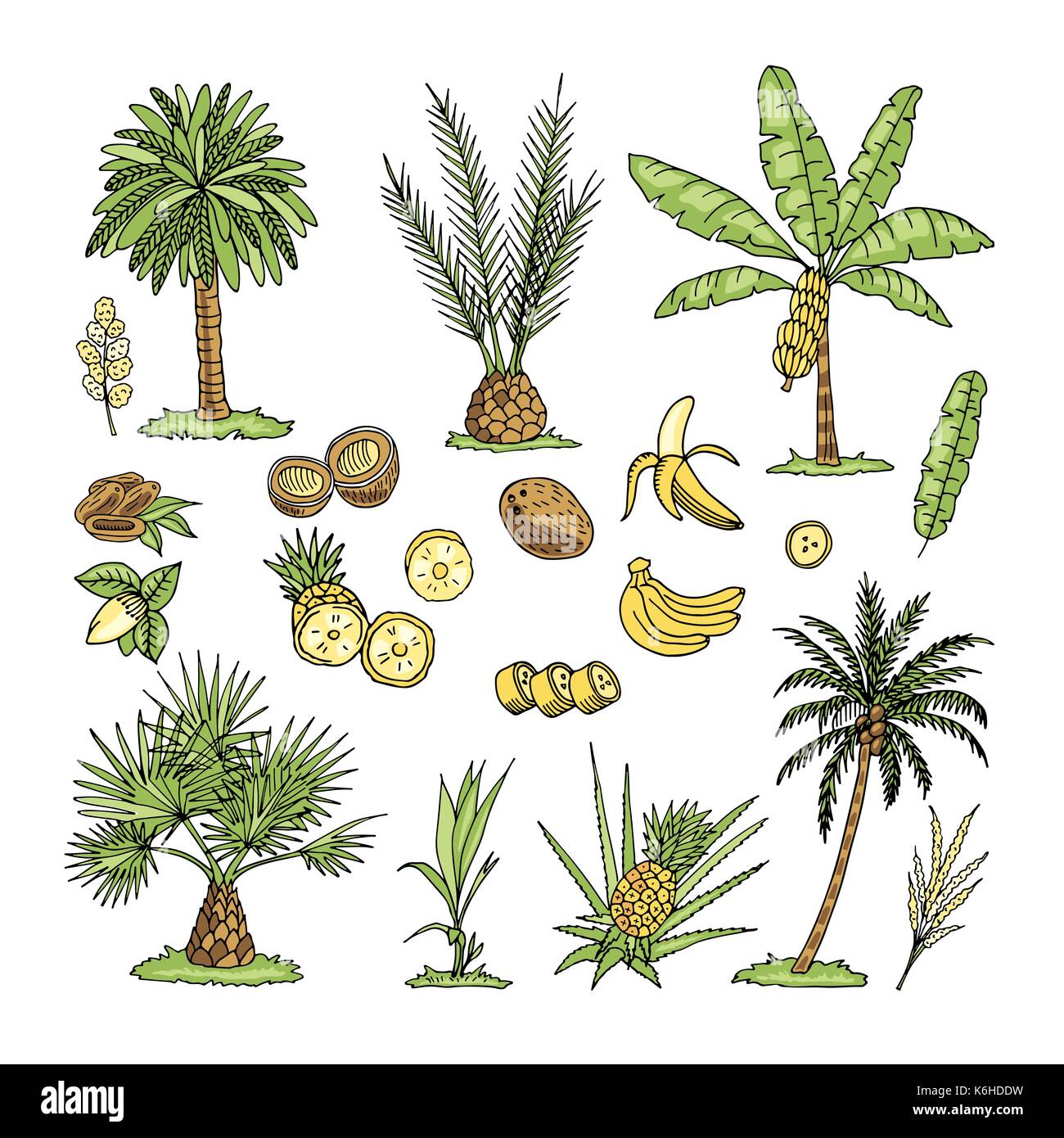 Hand drawn vector illustration of palm trees isolated on white background. Sketch. Stock Vector