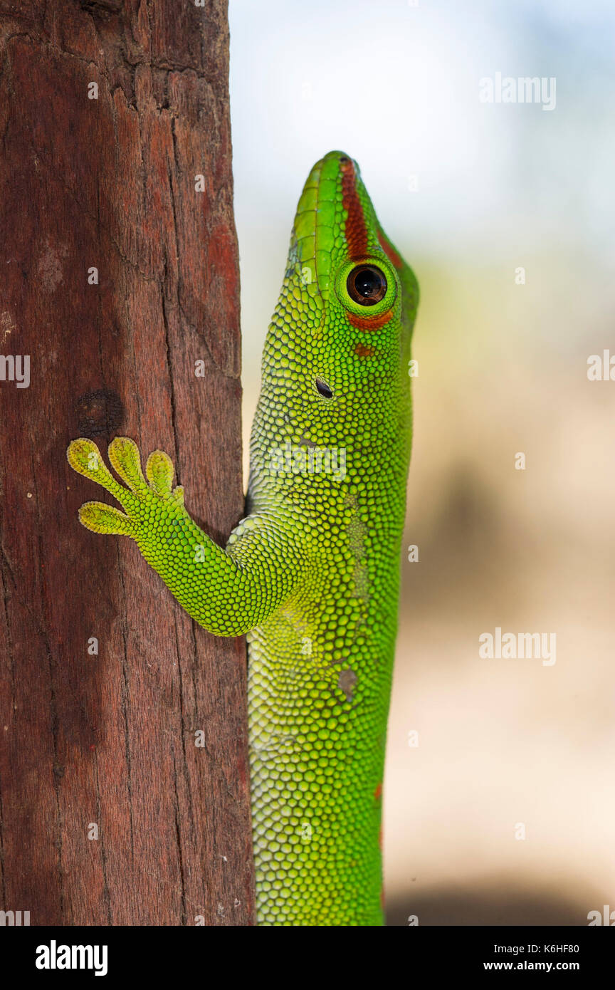 Madagascar day gecko, Phelsuma madagascariensis madagascariensis, Antsiranana, Diego Suarez, Madagascar Stock Photo