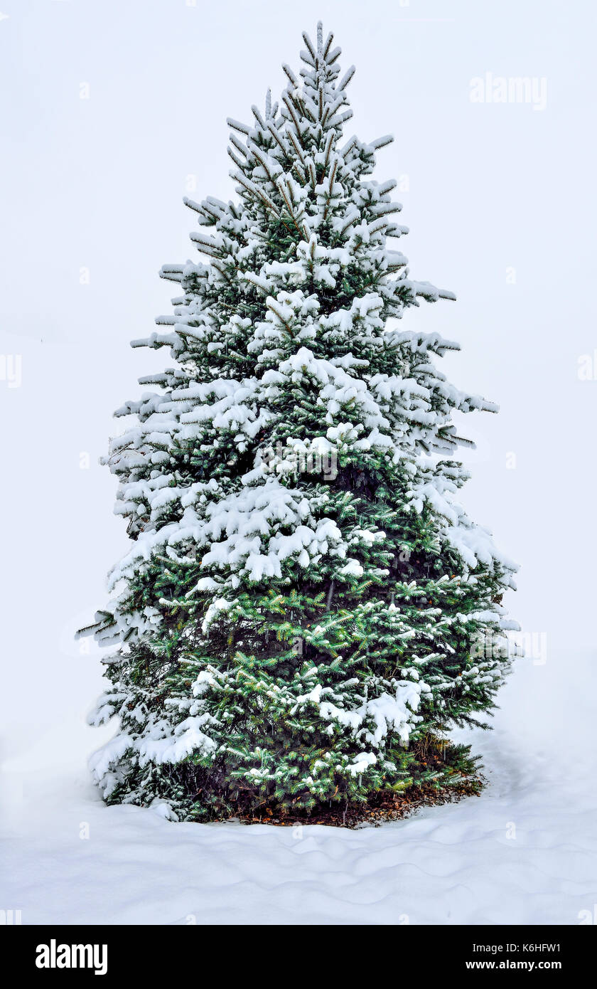 Snow Fall Tree Snow Fall Tree