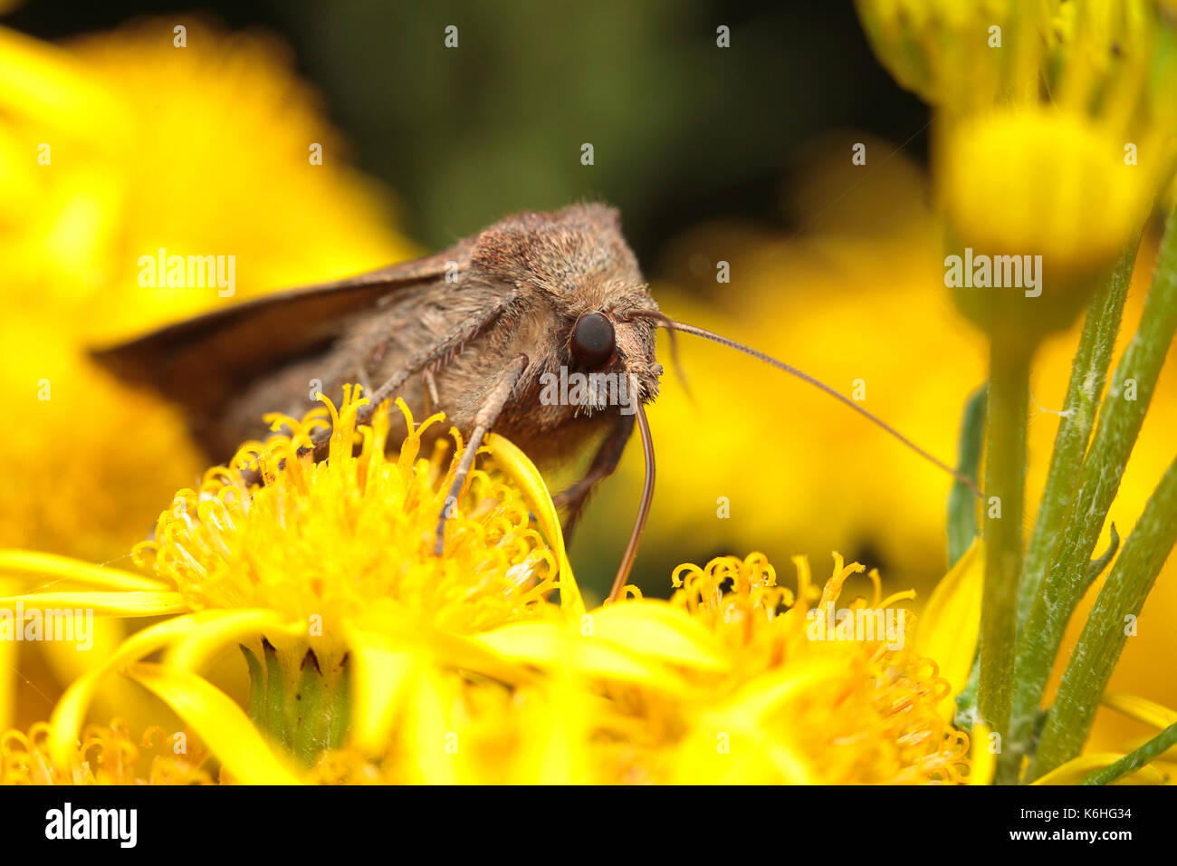 Brown day flying moth nectar feeding Stock Photo - Alamy
