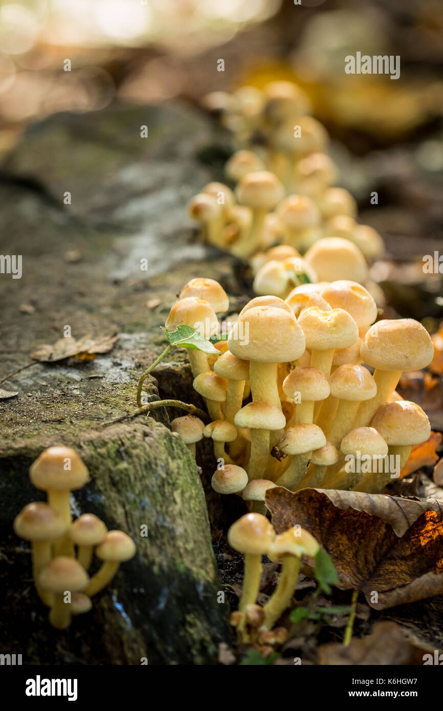 group of small mushrooms against a tree Stock Photo