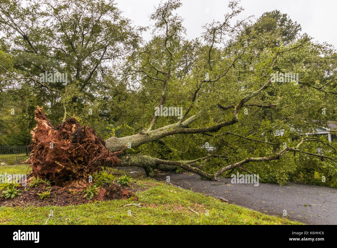 Horizontal photo of fallen tree in a street after Tropical Storm Irma Stock Photo