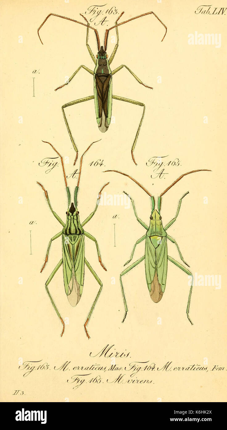 This illustration from the book 'Die wanzenartigen Insecten' shows ...