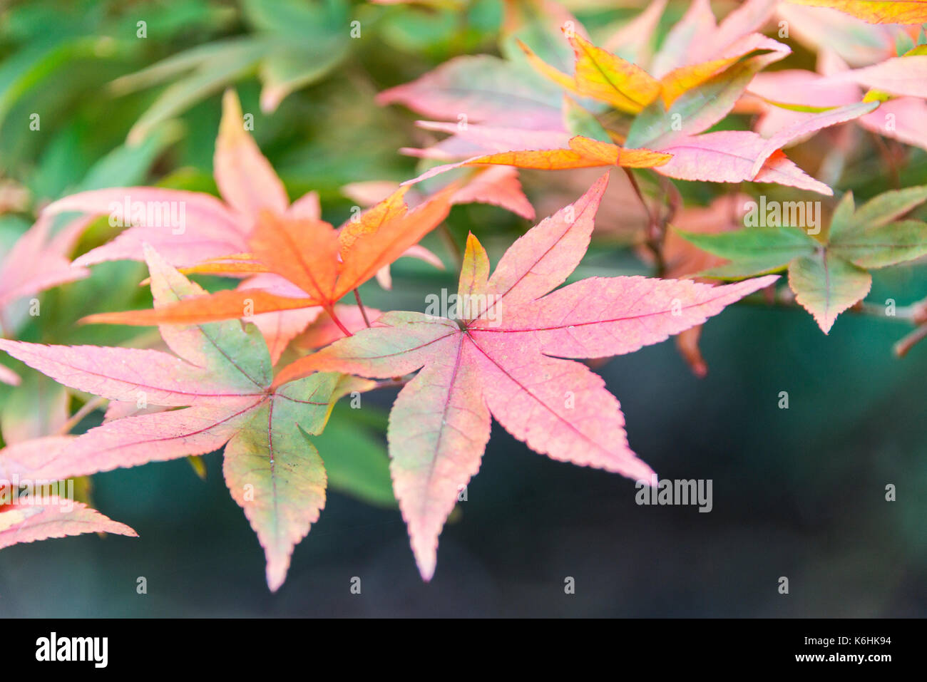 A close up of the leaves of a Chinese maple (Acer pauciflorum) in autumn Stock Photo
