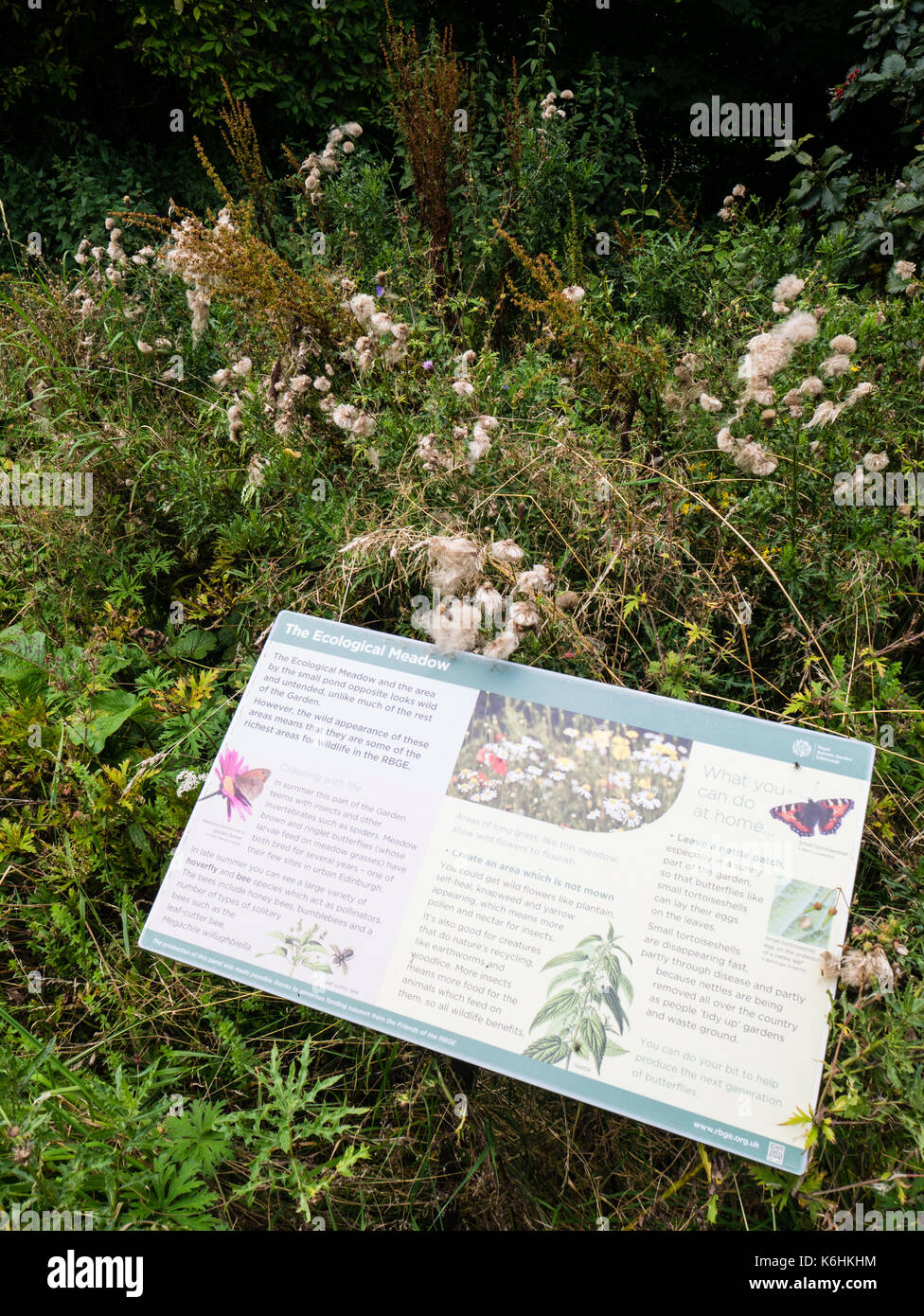 The Ecological Meadow, Royal Botanic Garden Edinburgh, Edinburgh, Scotland, UK, GB Stock Photo
