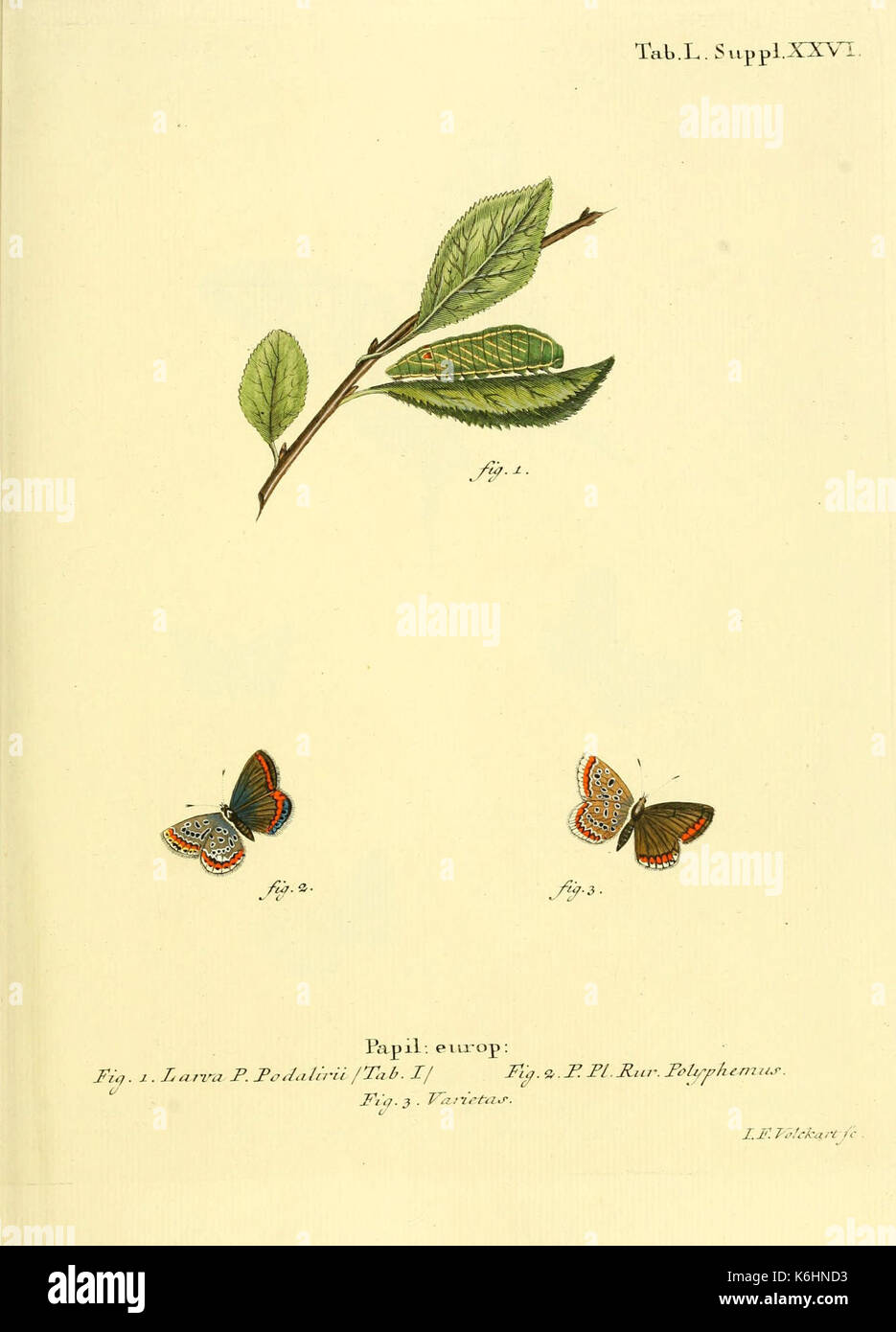 Die Schmetterlinge in Abbildungen nach der Natur (Tab. L) (6103308758) Stock Photo