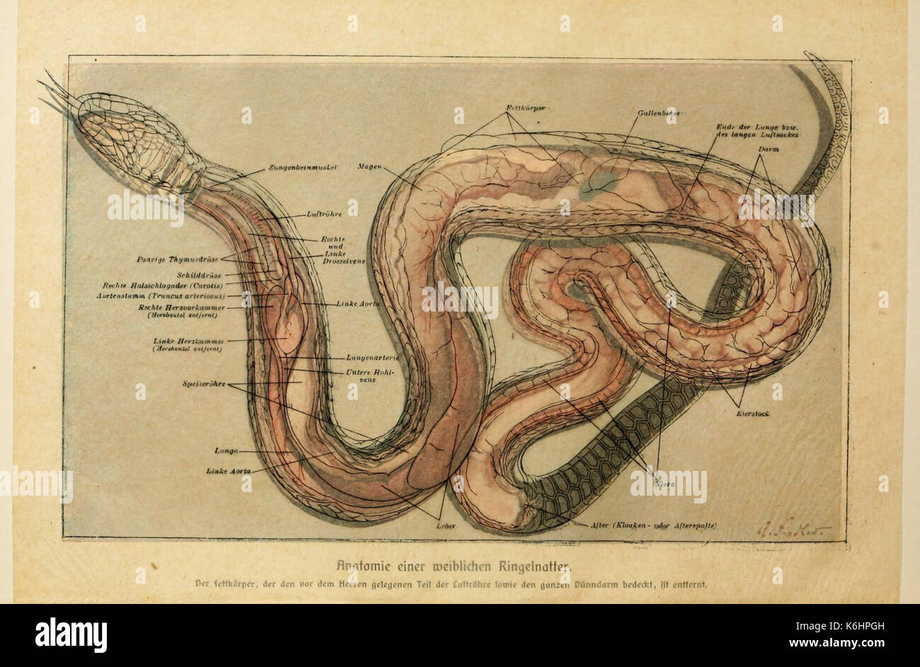 Brehms Tierleben (Plate  Anatomie...Ringelnatter) (6139670599) Stock Photo