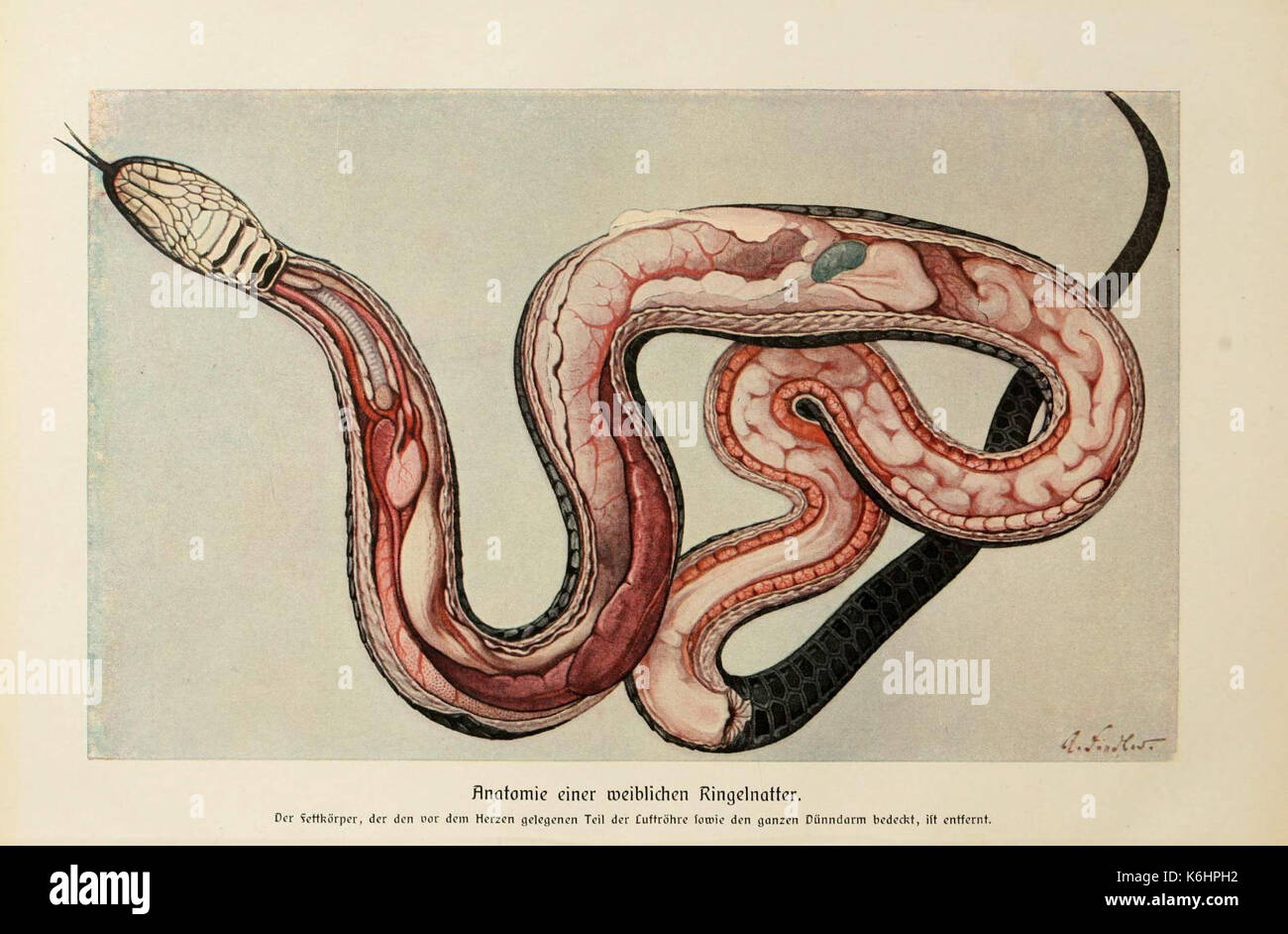 Brehms Tierleben (Plate  Anatomie...Ringelnatter) (6140221798) Stock Photo