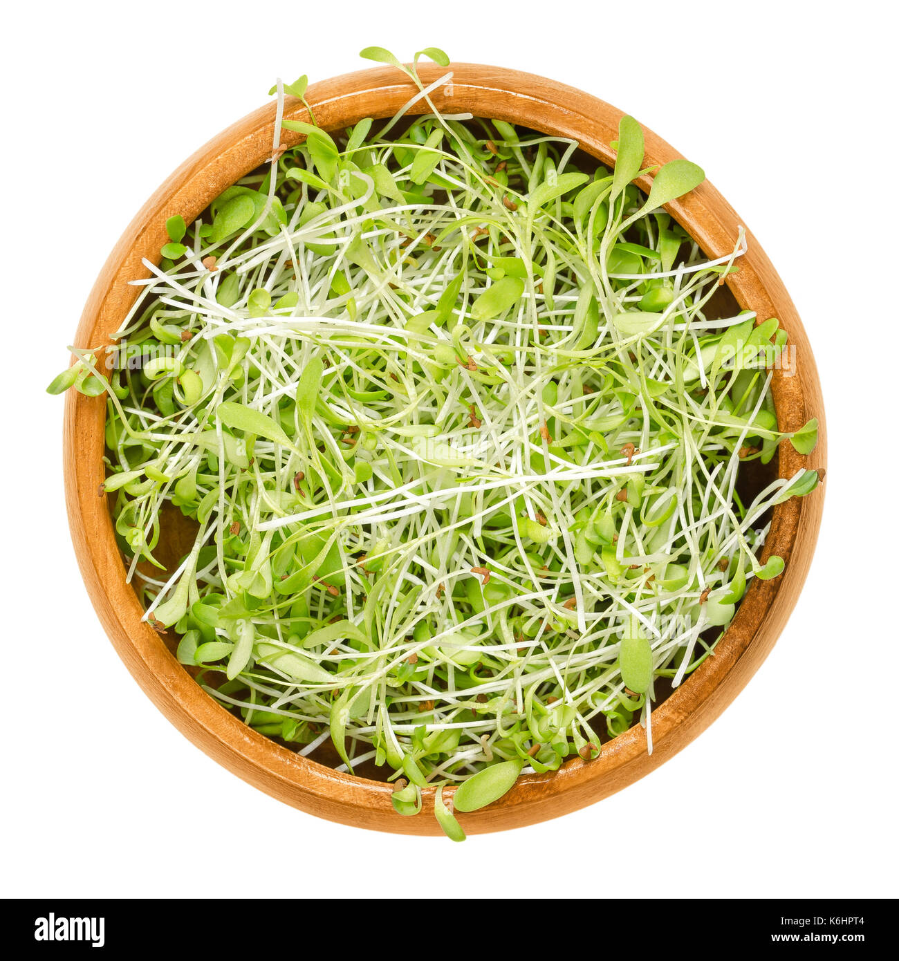 Alfalfa microgreens in wooden bowl. Cotyledons of Medicago sativa also called lucerne. Young plants, seedlings, sprouts for use in salads. Photo. Stock Photo