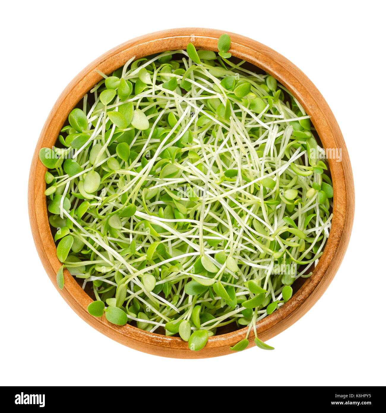 Crimson clover microgreens in wooden bowl. Cotyledons of Trifolium incarnatum also called Italian clover. Young plants, seedlings, sprouts. Photo. Stock Photo