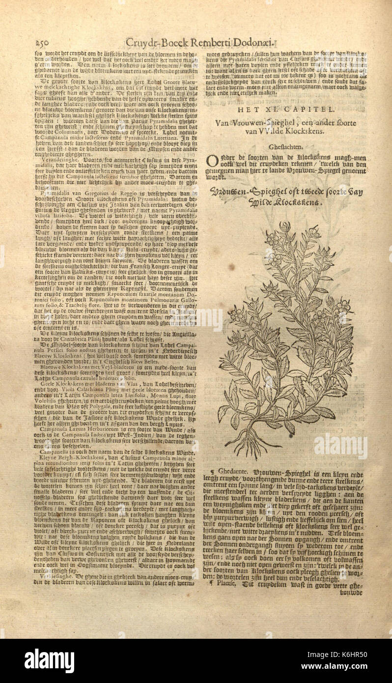 Cruydt boeck Remberti Dodonaei volghens sijne laetste verbeteringhe (Page 250) BHL7447698 Stock Photo