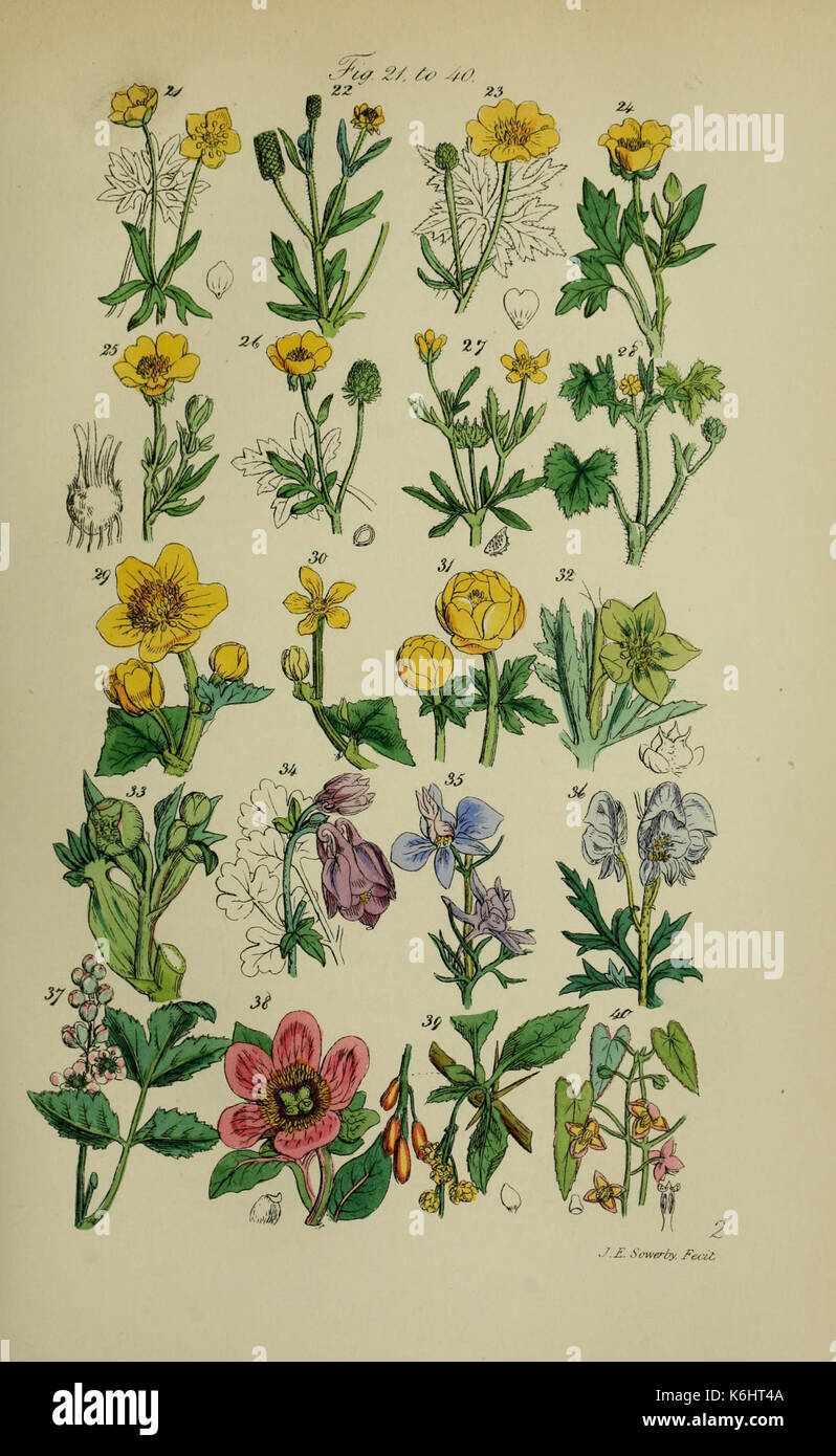 british wild flowers in relation to ‥ A simple guide to the wildflowers of Britain | Country Life