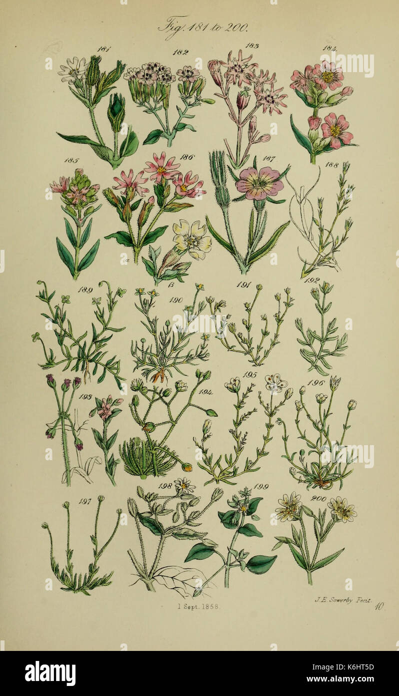 British wild flowers illustration hi-res stock photography and images ...