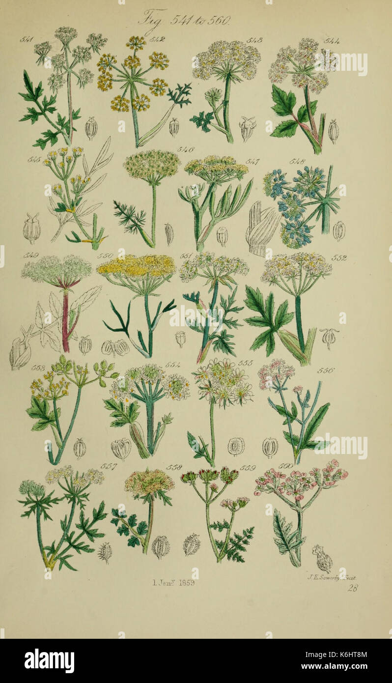 British wild flowers illustration hi-res stock photography and images ...