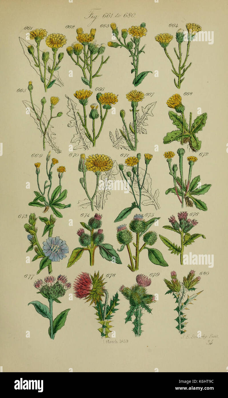 Depiction of native flora hi-res stock photography and images - Alamy
